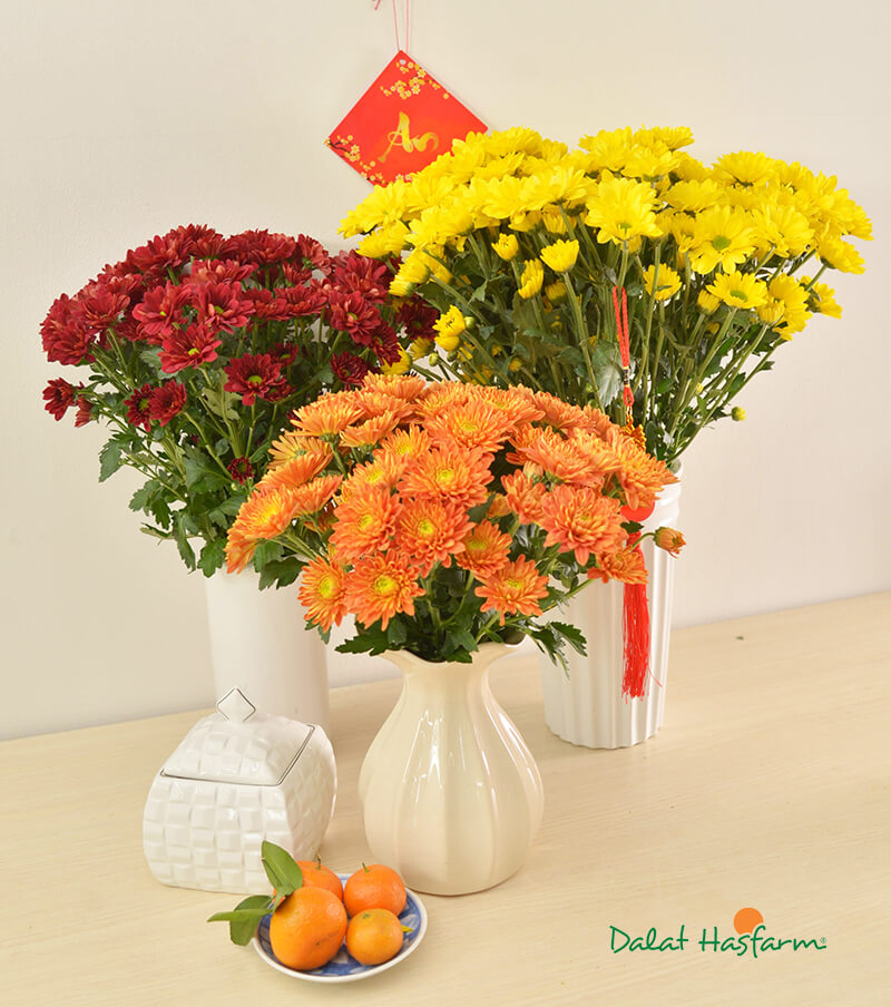 Hoa Cúc - loài không thể thiếu vào ngày xuân