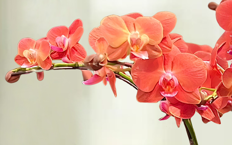 Ý nghĩa lan hồ điệp màu cam