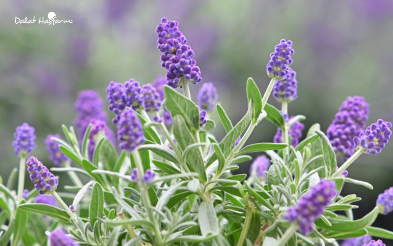 Hoa Lavender