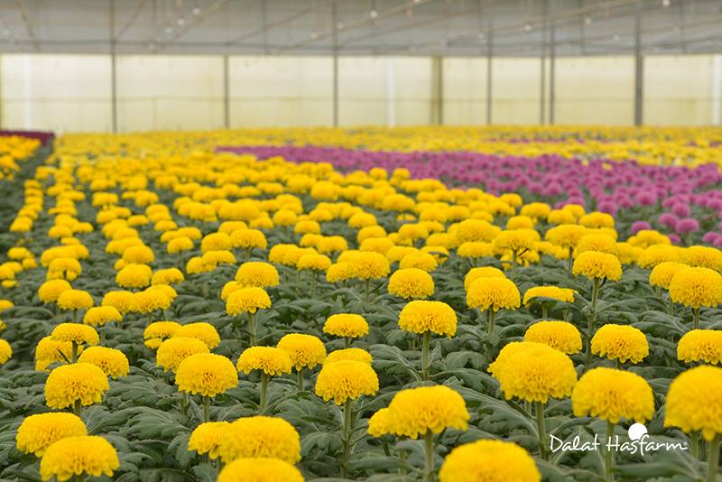 Cánh đồng hoa cúc Dalat Hasfarm