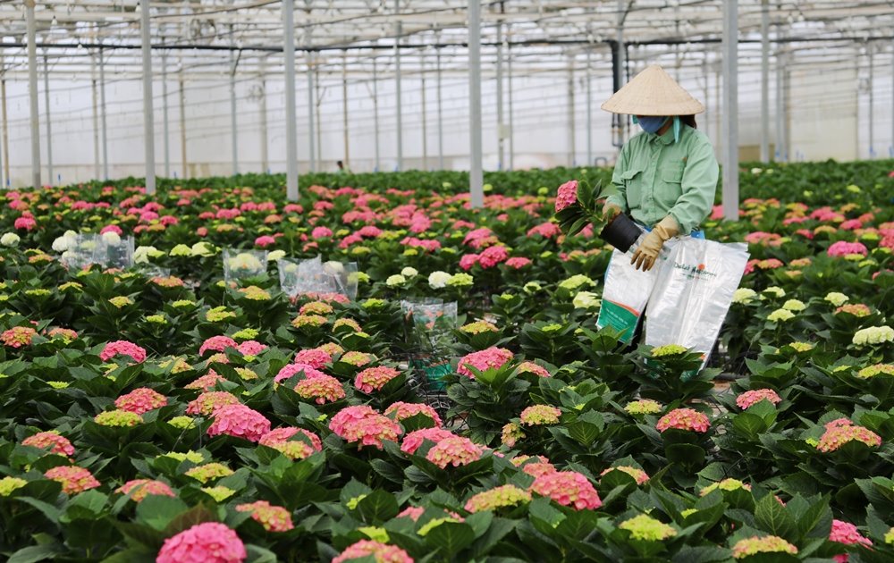 hoa tươi Dalat Hasfarm
