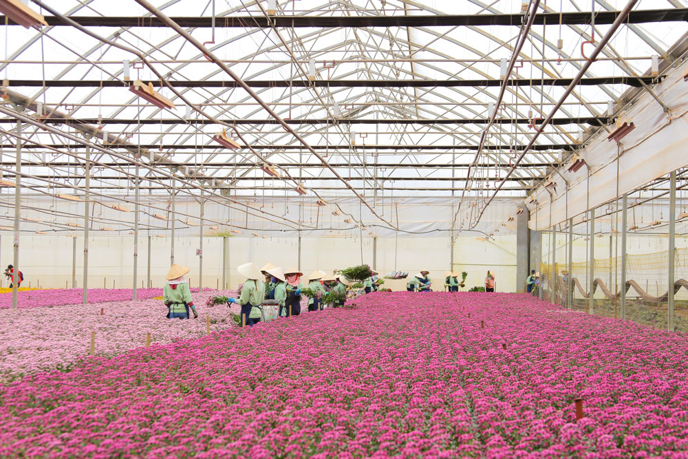 hoa tươi Dalat Hasfarm