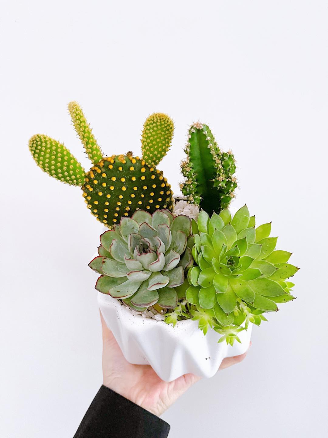 Sen đá có sức sống mãnh liệt